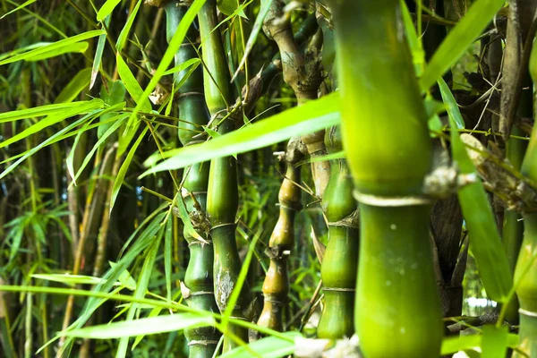 Aziatische bamboebos — Stockfoto
