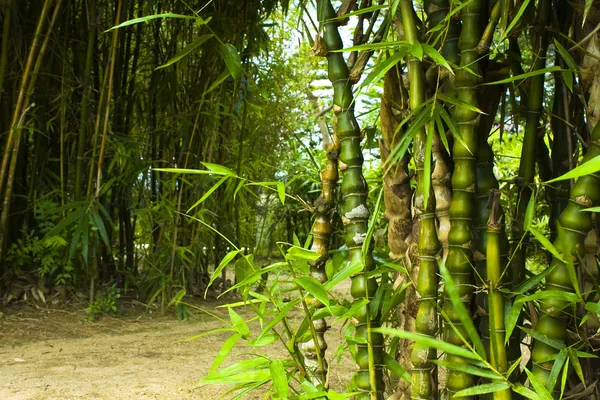 Bosque asiático de bambú —  Fotos de Stock
