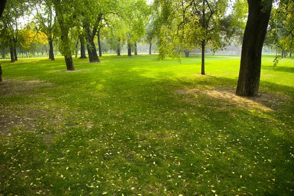 Düşük ayar güneş yeşil park — Stok fotoğraf