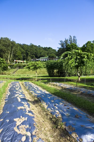 Bauernhof und Haus in der Natur — Stockfoto