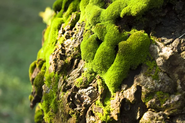 stock image Green moss on a tree