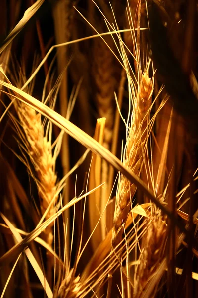 Καλλιέργεια ρυζιού στην ισχυρό φως — Φωτογραφία Αρχείου