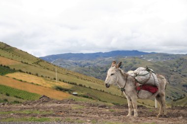 Packed donkey clipart