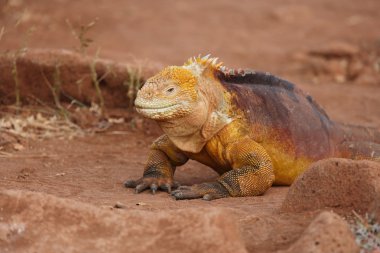 renkli iguana