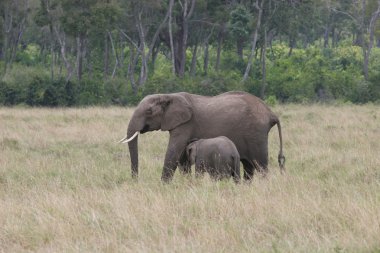 Elefant anne ve yavrusu