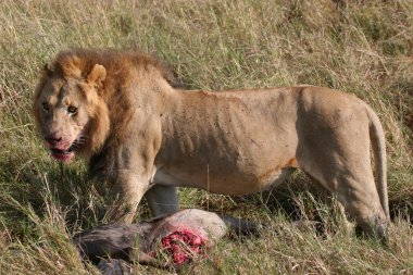 Male lion with prey clipart