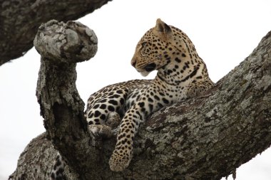 Leopard in the tree clipart