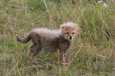 Cheetah cub clipart