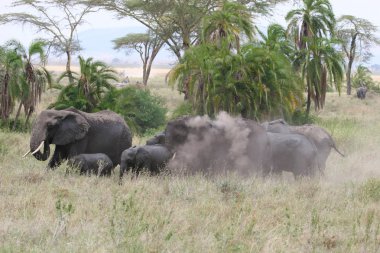 Elefant sürüsü