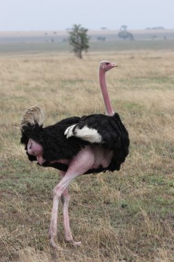 Devekuşu serengeti Ulusal Parkı