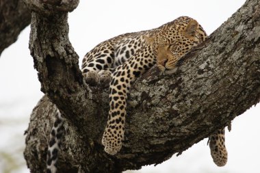 Leopard in the tree clipart