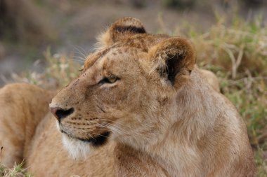 Female lion with prey clipart