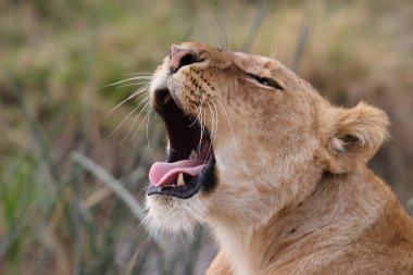 Yawning lion clipart