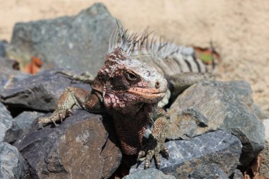 Iguana