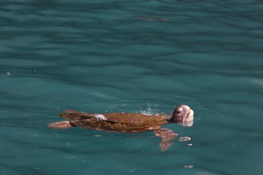 Galapagos kaplumbağası suya