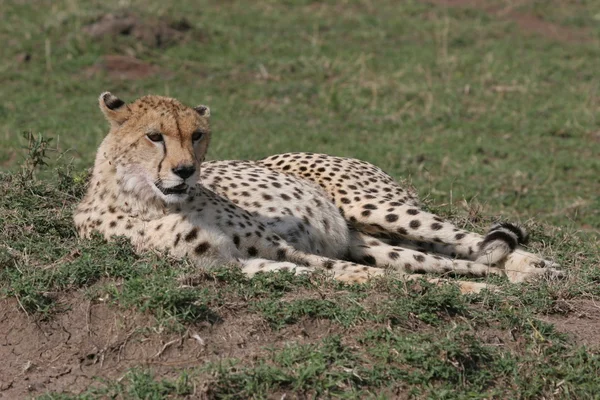 Cheetah döşeme — Stok fotoğraf