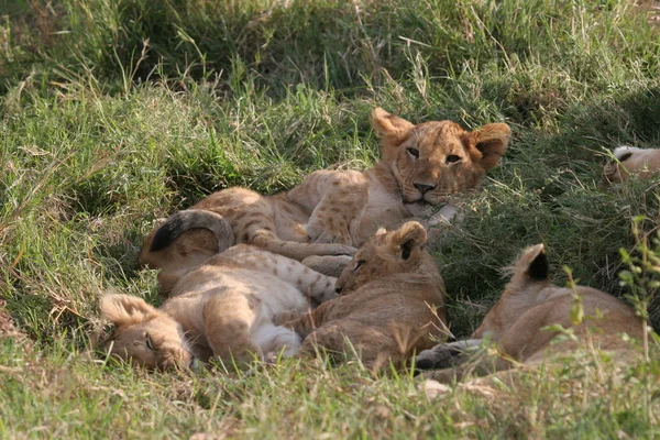 Группа львов — стоковое фото