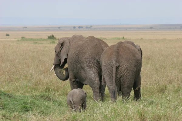 Rebaño de elefantes — Foto de Stock