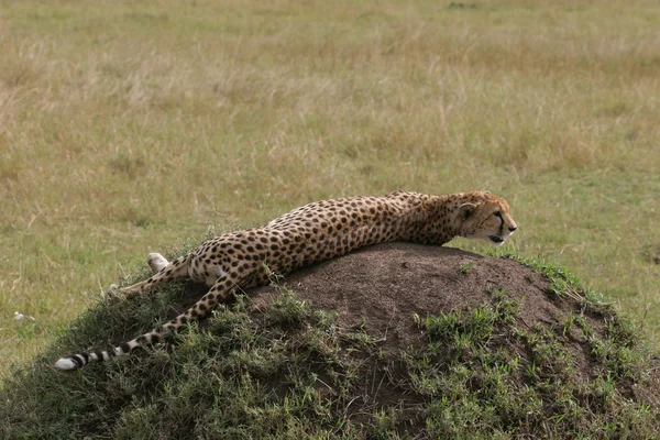 Gepard, układanie — Zdjęcie stockowe