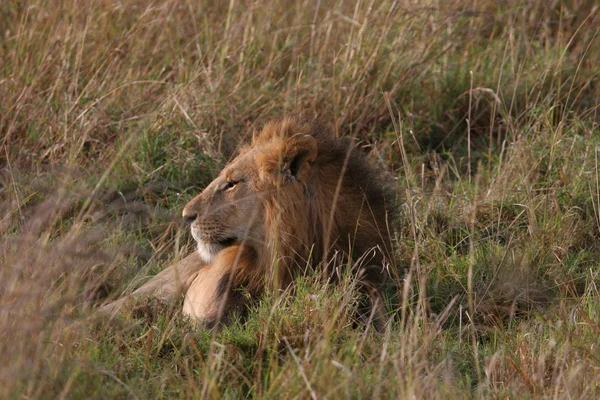 Feküdt a füvön hím oroszlán — Stock Fotó
