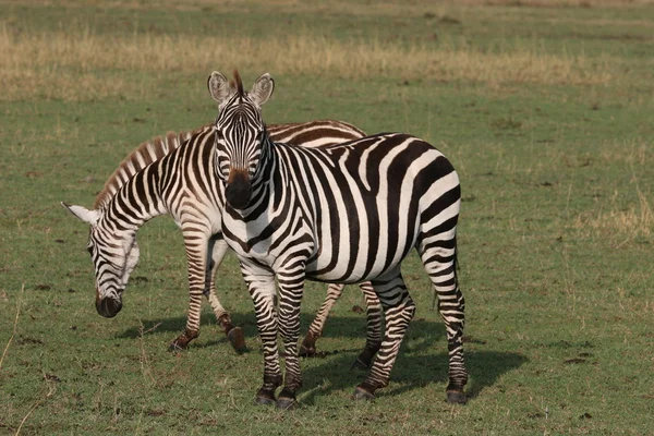 Dvě zebry — Stock fotografie