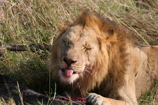 Leão macho "sorrindo " — Fotografia de Stock