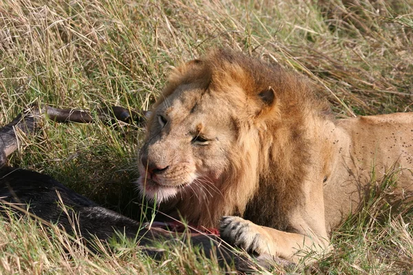 León macho con presa — Foto de Stock