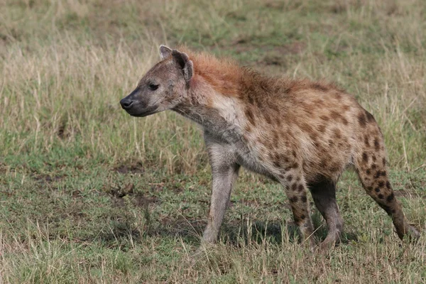 Hiena — Zdjęcie stockowe