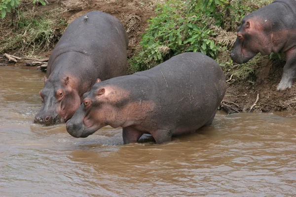 Hipopótamos — Foto de Stock