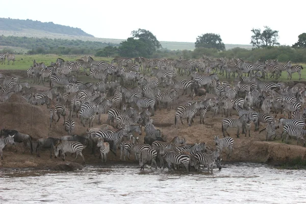 Зебры, пересекающие реку — стоковое фото