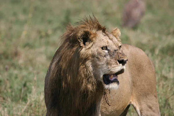 Joven león macho — Foto de Stock