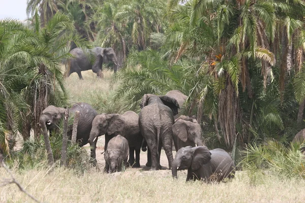 Stado Elefant — Zdjęcie stockowe