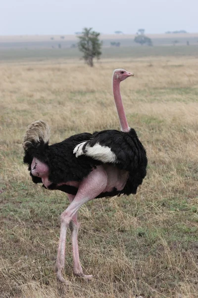 Devekuşu serengeti Ulusal Parkı