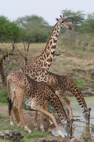 长颈鹿 — 图库照片