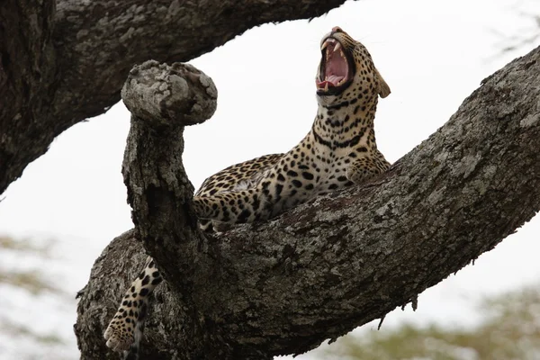 Leopardo en el árbol —  Fotos de Stock