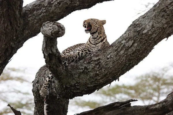 Леопард в дереве — стоковое фото