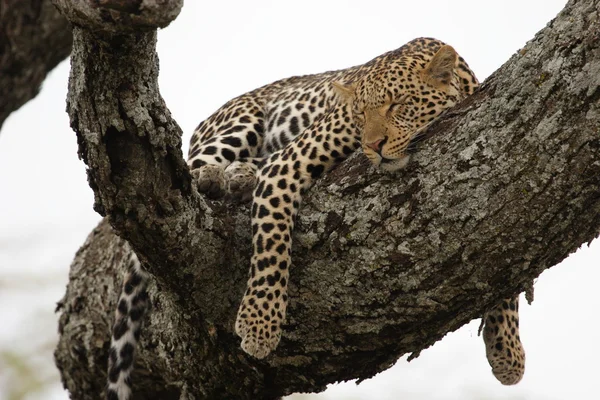 Leopardo en el árbol — Foto de Stock