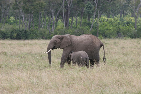 Elefant mother and cub walking through Serengeti NP