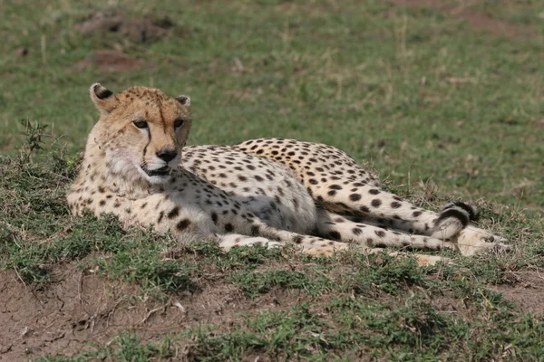 Gepard, kterým se — Stock fotografie