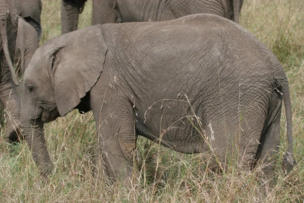 Детёныш слона — стоковое фото