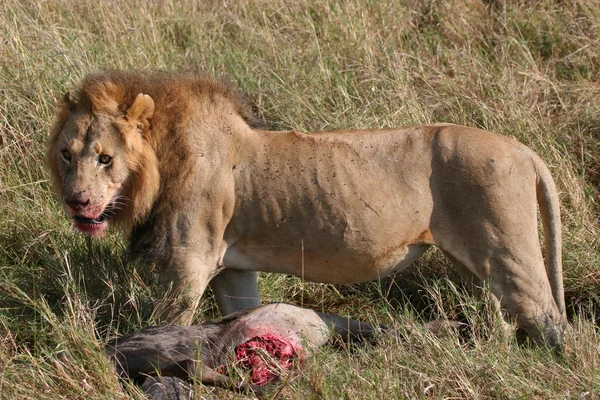 Leão macho com presa — Fotografia de Stock
