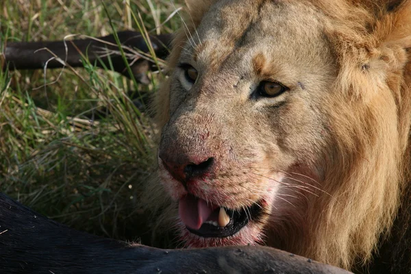 Cabeza de león macho con presa — Foto de Stock