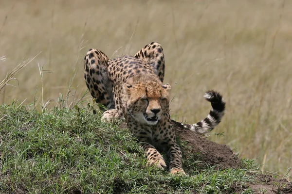 Cheetah alongamento — Fotografia de Stock