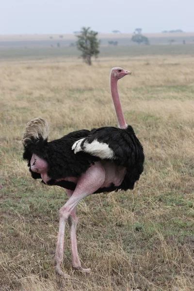 Ostrich in Serengeti National Park — Stock Photo, Image