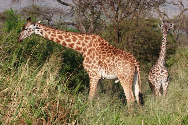 Girafe — Fotografie, imagine de stoc