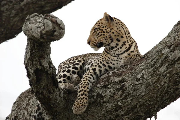 Léopard dans l'arbre — Photo