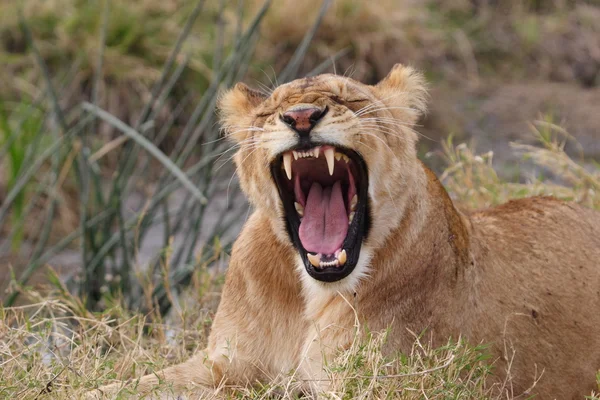 あくびのライオン — ストック写真