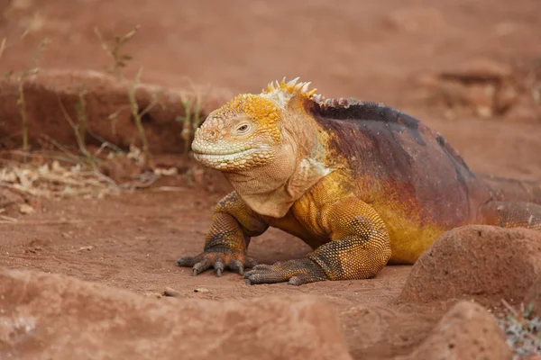 stock image Colorful Iguana