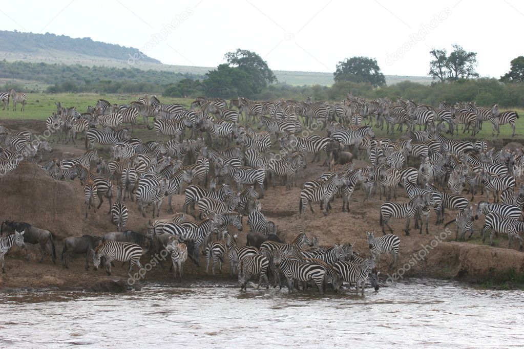 Zebras crossing river