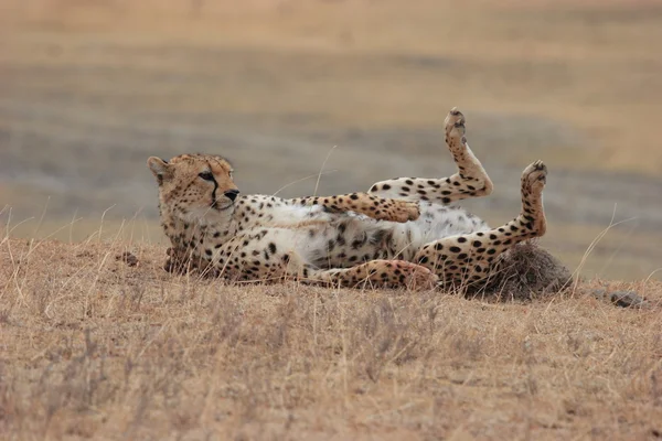 Cheetah jugando —  Fotos de Stock